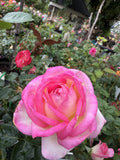 ROSE STANDARD PRINCESS DE MONACO 3FT 20CM 