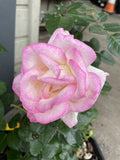ROSE STANDARD PRINCESS DE MONACO 3FT 20CM 