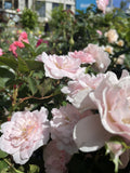 ROSE STANDARD BONICA 3FT 20CM 