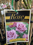 ROSE STANDARD CHARLES DE GAULLE 3FT 20CM 