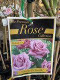 ROSE STANDARD CHARLES DE GAULLE 3FT 20CM 