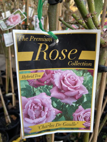 ROSE STANDARD CHARLES DE GAULLE 3FT 20CM 