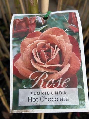 ROSE STANDARD HOT CHOCOLATE 3FT 20CM 