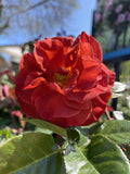 ROSE STANDARD HOT CHOCOLATE 3FT 20CM 