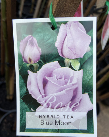 ROSA STANDARD 3FT BLUE MOON 20CM 