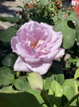 ROSA STANDARD 3FT BLUE MOON 20CM 
