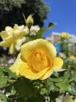 ROSA STANDARD GOLD BUNNY 3FT 20CM 