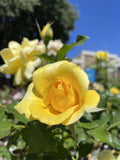 ROSA STANDARD GOLD BUNNY 3FT 20CM 