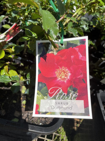ROSE CLIMBING DORTMUND 20CM