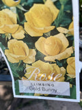 ROSE CLIMBING GOLD BUNNY BARE ROOT