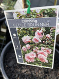 ROSE CLIMBING CECILE BRUNNER BARE ROOT