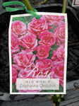 ROSA CLIMBING ZEPHERINE DROUHIN BARE ROOT