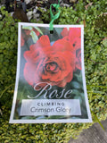 ROSE CLIMBING CRIMSON GLORY 20CM 