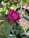 ROSE CLIMBING CRIMSON GLORY 20CM 
