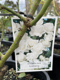 ROSE CLIMBING ICEBERG BARE ROOT 