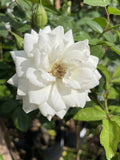 ROSE CLIMBING ICEBERG BARE ROOT 