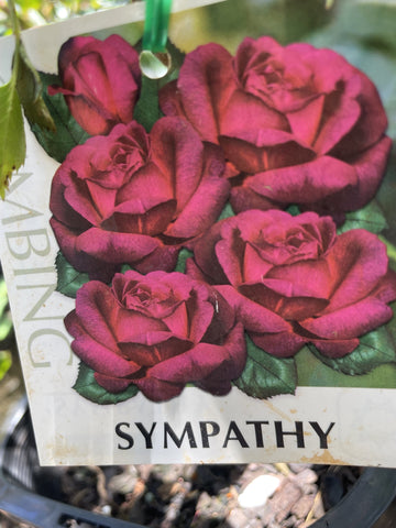 ROSE CLIMBING SYMPATHY 20CM 