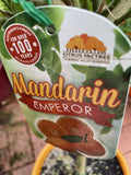 MANDARIN EMPEROR 25CM