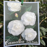 CAMELLIA EARLY PEARLY 20CM