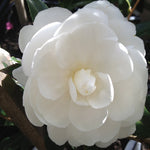 CAMELLIA EARLY PEARLY 20CM