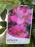 AZALEA FLAMINGO 17CM