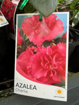 AZALEA CHARLIE 17CM