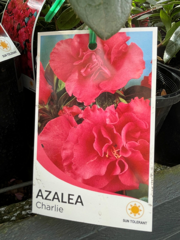 AZALEA CHARLIE 17CM
