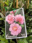 CAMELLIA JENNIFER SUSAN 20CM