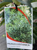 PRUNUS LUSITANICA 20CM
