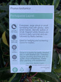 PRUNUS LUSITANICA 20CM