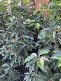 PRUNUS LUSITANICA 20CM