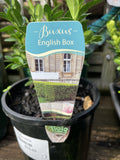BUXUS SEMPERVIRENS 14CM