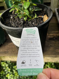 BUXUS SEMPERVIRENS 14CM