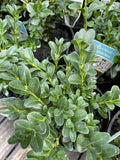 BUXUS SEMPERVIRENS 14CM