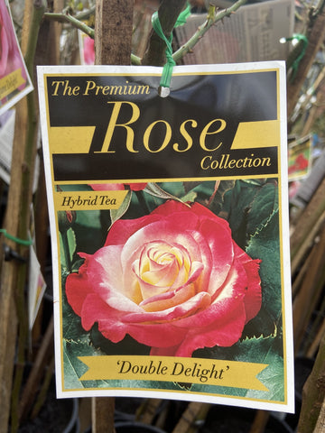 ROSE STANDARD DOUBLE DELIGHT 2FT 20CM 