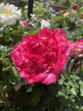 ROSE STANDARD DOUBLE DELIGHT 2FT 20CM 