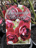 ROSE STANDARD BURGUNDY ICEBERG 3FT BARE ROOT 