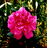 PEONY FELIX SUPREME BARE ROOT 