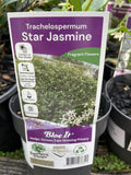 TRACHELOSPERMUM JASMINOIDES 14CM 