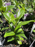 TRACHELOSPERMUM JASMINOIDES 14CM 