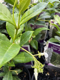 TRACHELOSPERMUM JASMINOIDES 14CM 
