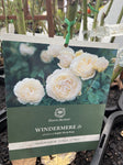 ROSA WINDERMERE BARE ROOT