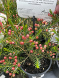 CHAMELAUCIUM SARAH'S DELIGHT 14CM