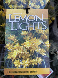 CONOSTYLIS LEMON LIGHTS 14CM