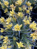 CONOSTYLIS LEMON LIGHTS 14CM