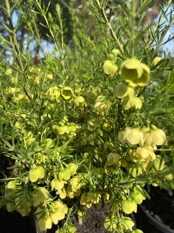 BORONIA MEGASTIGMA LUTEA 14CM