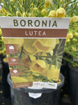 BORONIA MEGASTIGMA LUTEA 14CM