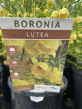 BORONIA MEGASTIGMA LUTEA 14CM