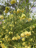 BORONIA MEGASTIGMA LUTEA 14CM