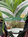 DIANELLA TAS RED 14CM